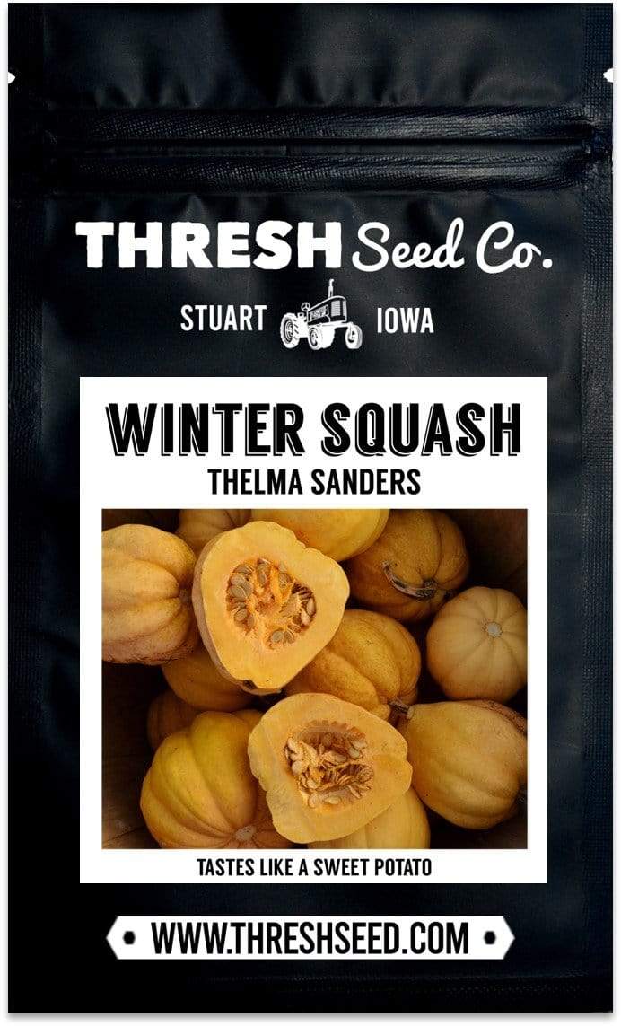 Thelma Sanders Acorn Squash