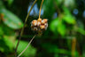 Thresh Farmstead Garlic (Scapes)