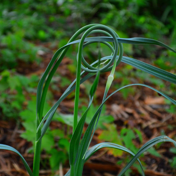 garlic scape flower seeds Thresh Farmstead Garlic (Scapes)