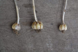 Thresh "Farmstead" Wild Garlic (Scapes) Seeds