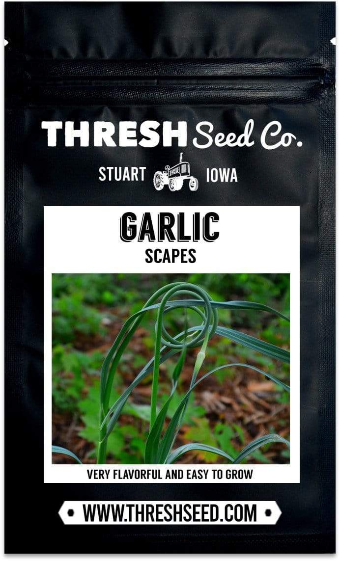 Thresh Farmstead Garlic (Scapes)