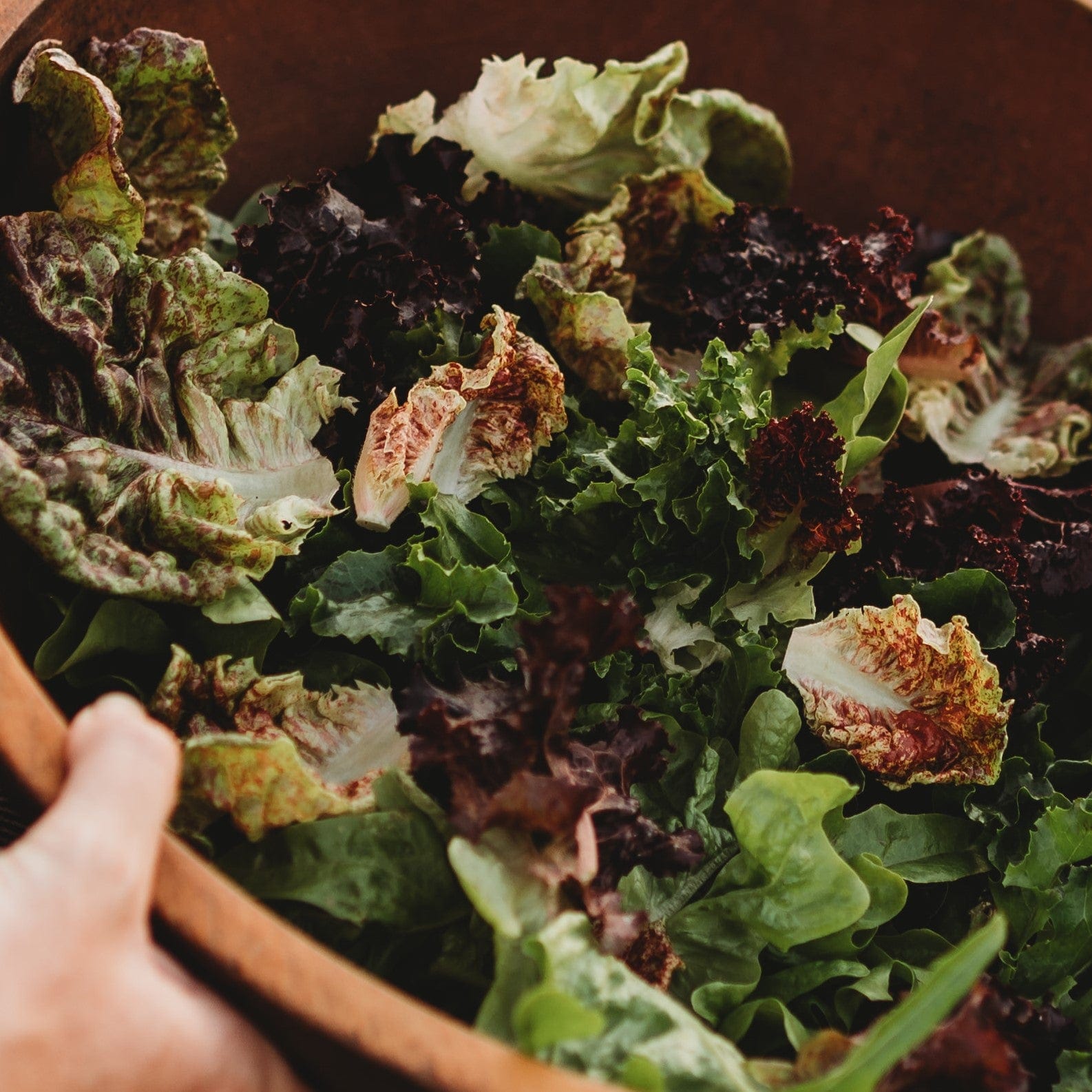 Thresh Heirloom Lettuce Cutting Mix Seeds