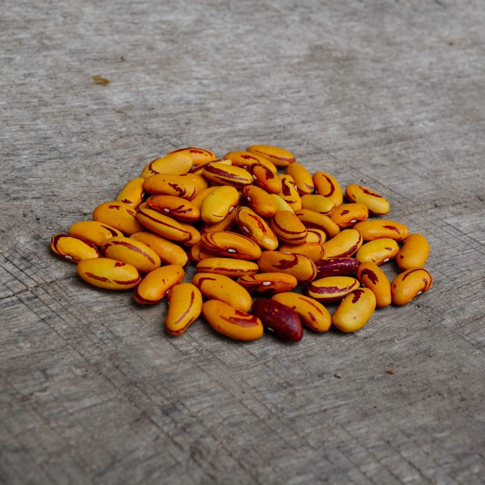 Hidatsa Red Shelling Bean - Thresh Seed Co.