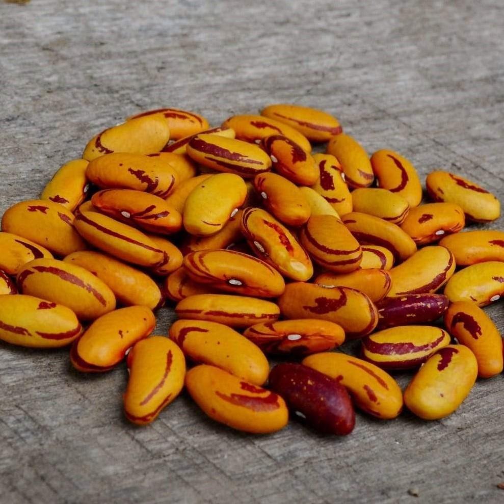 Hidatsa Red Shelling Bean - Thresh Seed Co.