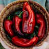 Tolli's Sweet Italian Pepper