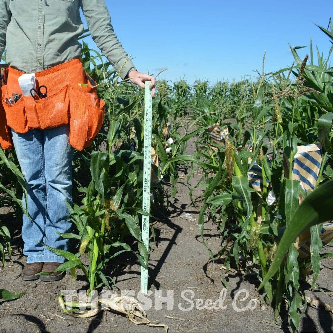 Tom Thumb Popcorn measurement in garden
