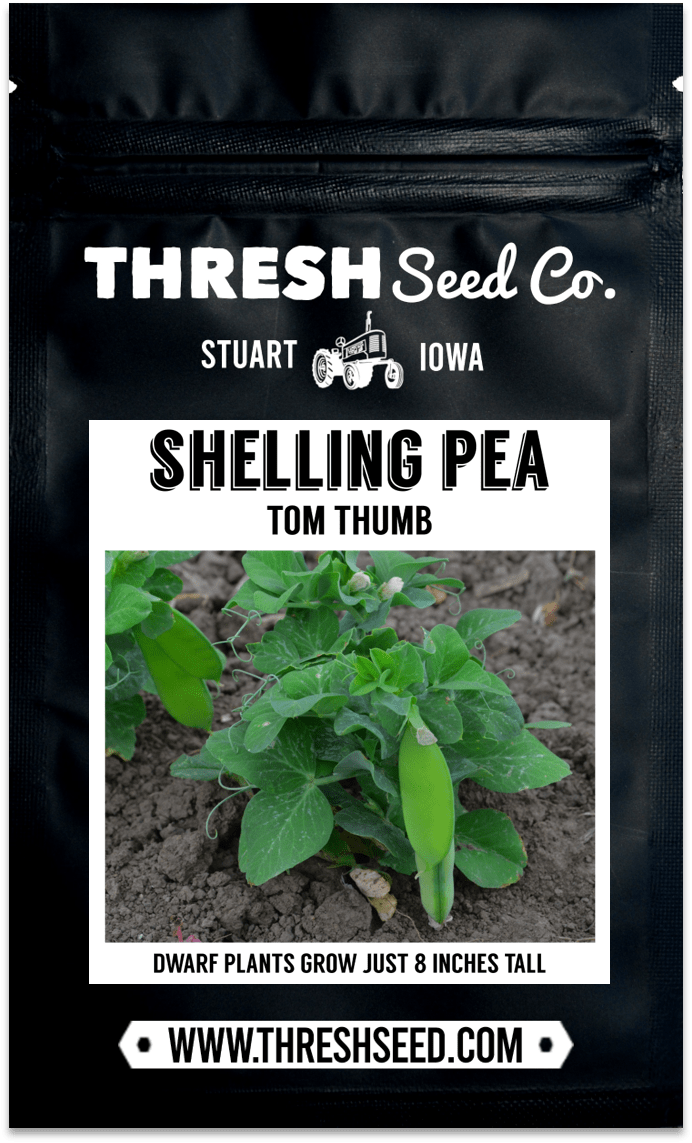 Tom Thumb Shelling Pea Seeds