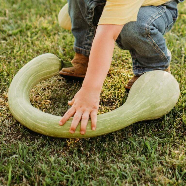 Tromboncino Rampicante Climbing Summer Squash