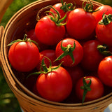 Tommy Toe Cherry Tomato Seeds