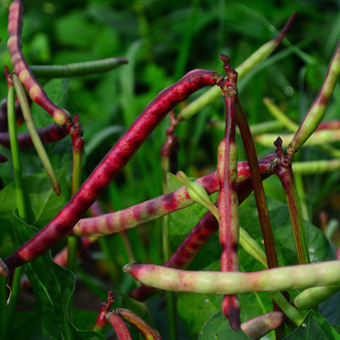 Top Pick Brown Crowder Cowpea Seeds