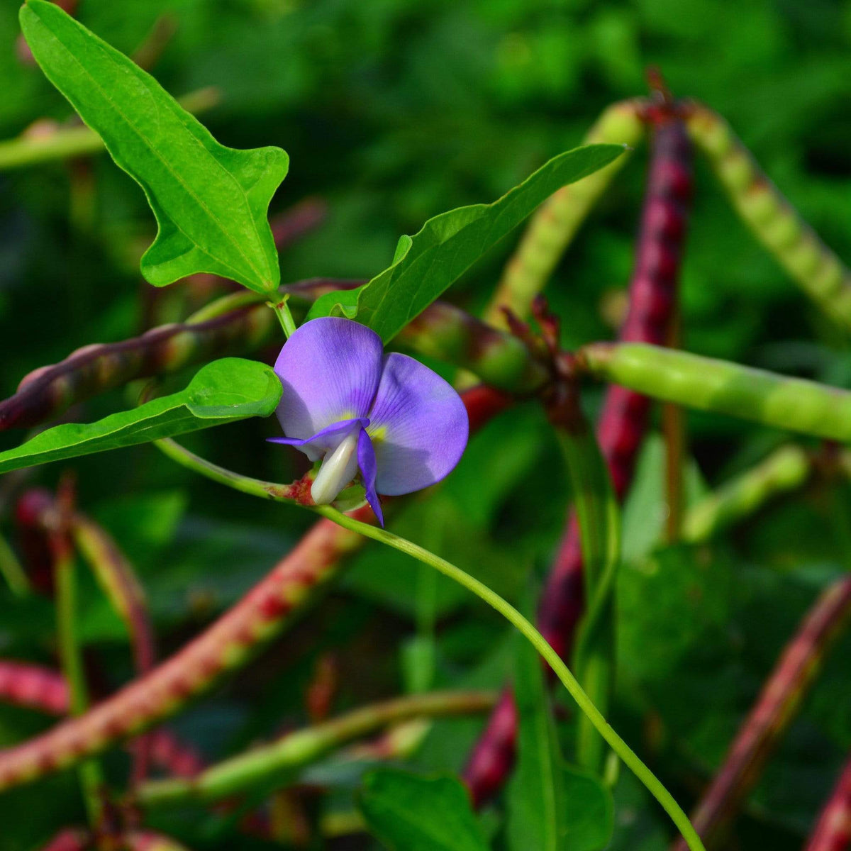 Top Pick Brown Crowder Cowpea Seeds