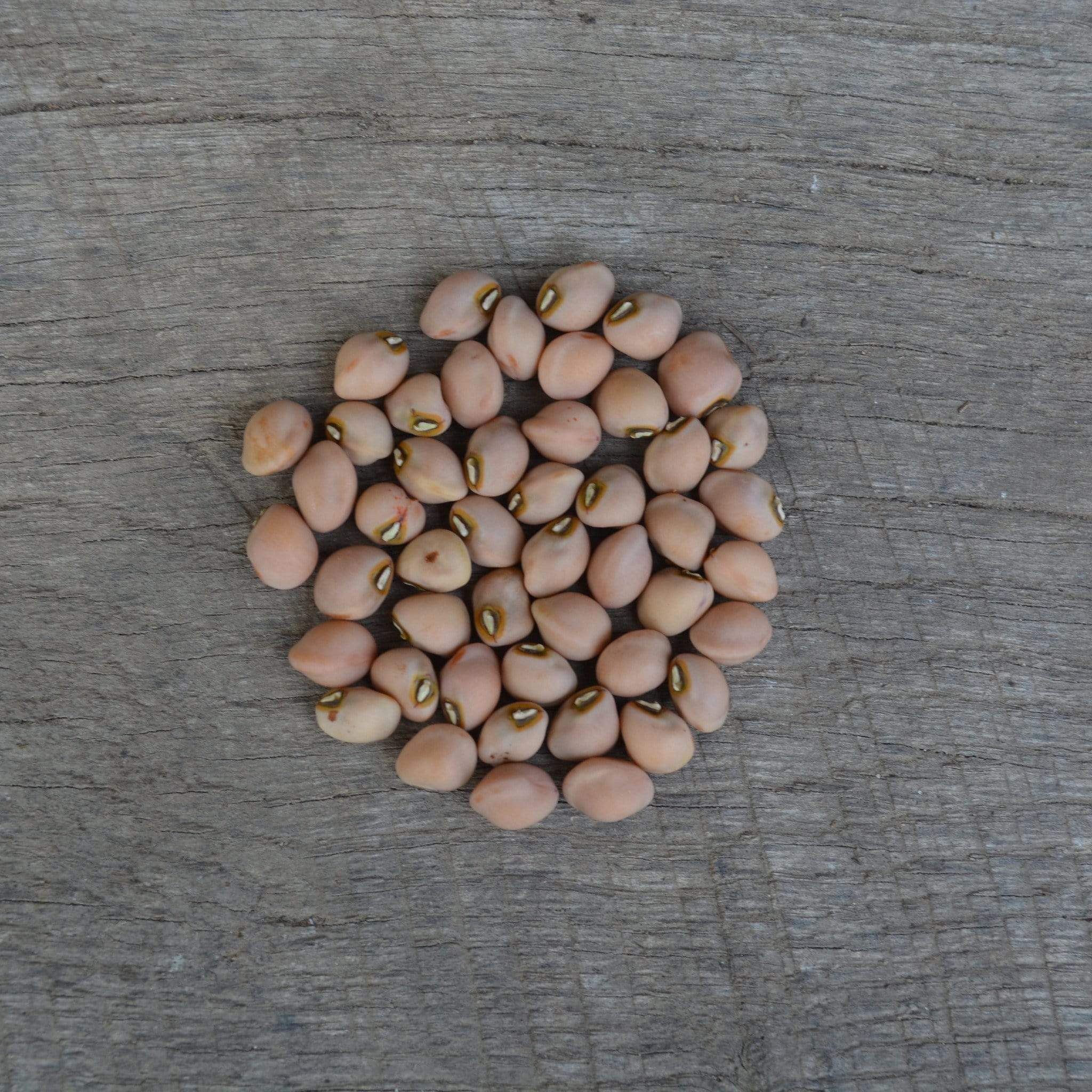Top Pick Brown Crowder Cowpea Seeds