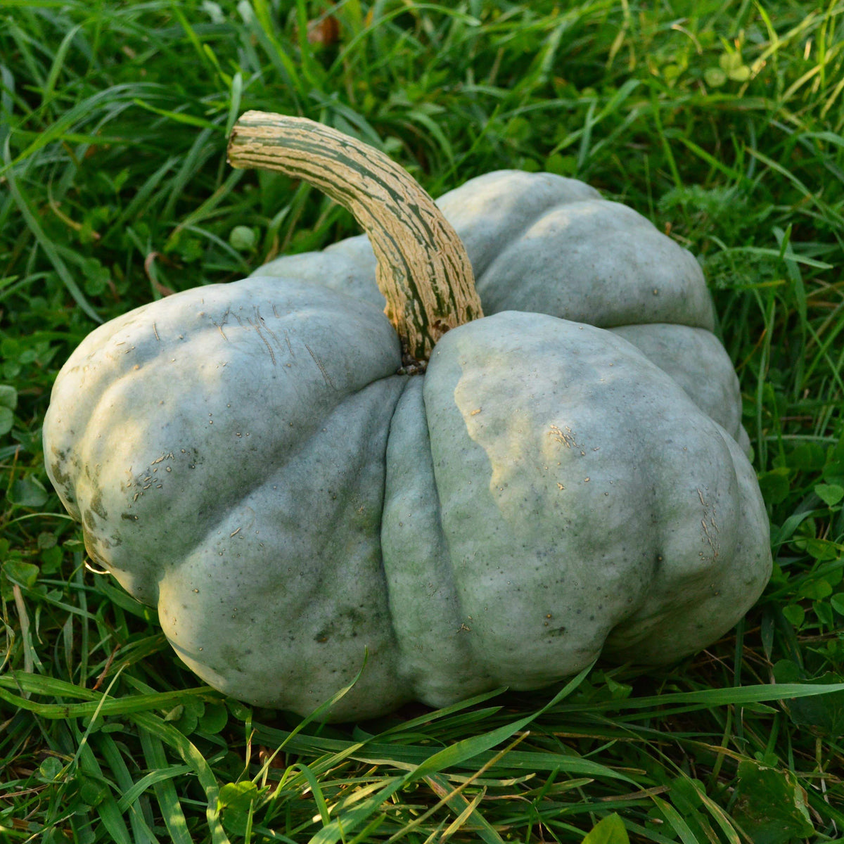 Triamble aka Shamrock Squash