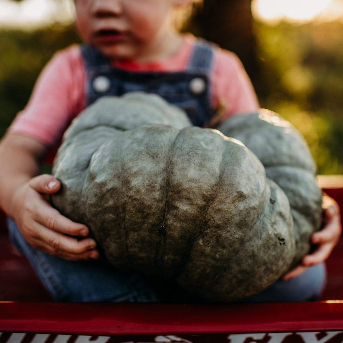 Triamble aka Shamrock Squash