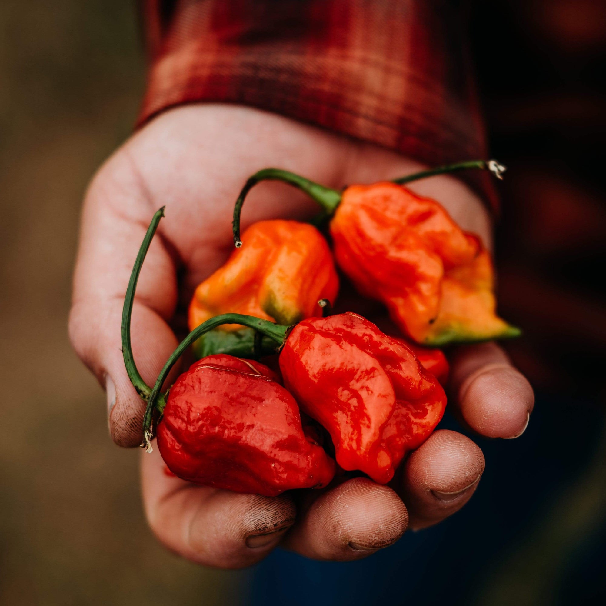 Trinidad Scorpion Pepper Thresh Seed