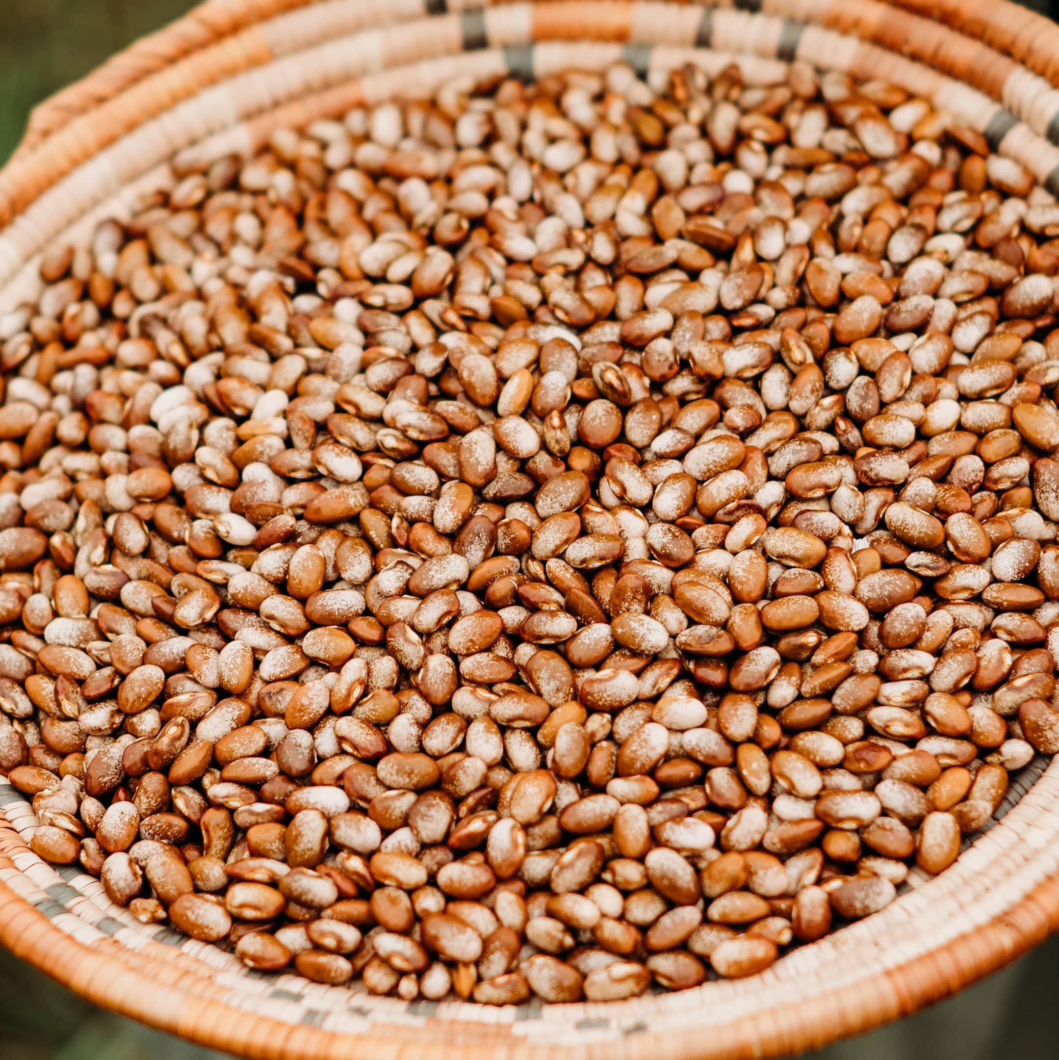 Turkey Craw Pole Bean Seeds