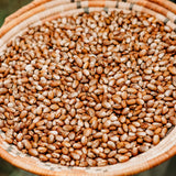 Turkey Craw Pole Bean Seeds