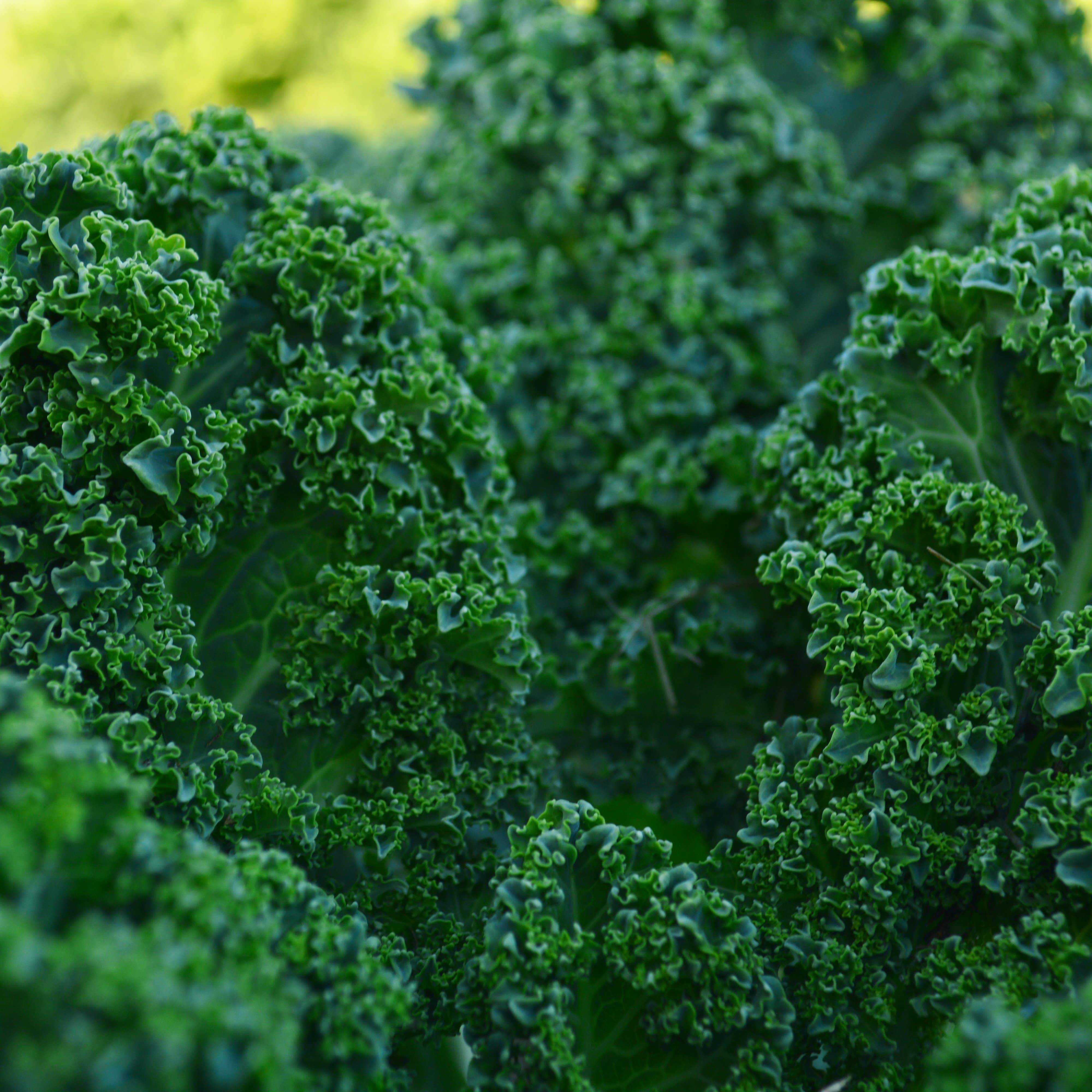 Vates Blue Curled Scotch Kale