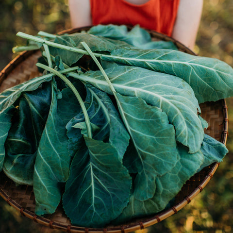 Vates Collard Greens Seeds