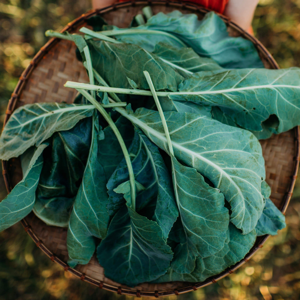 Vates Collard Greens Seeds