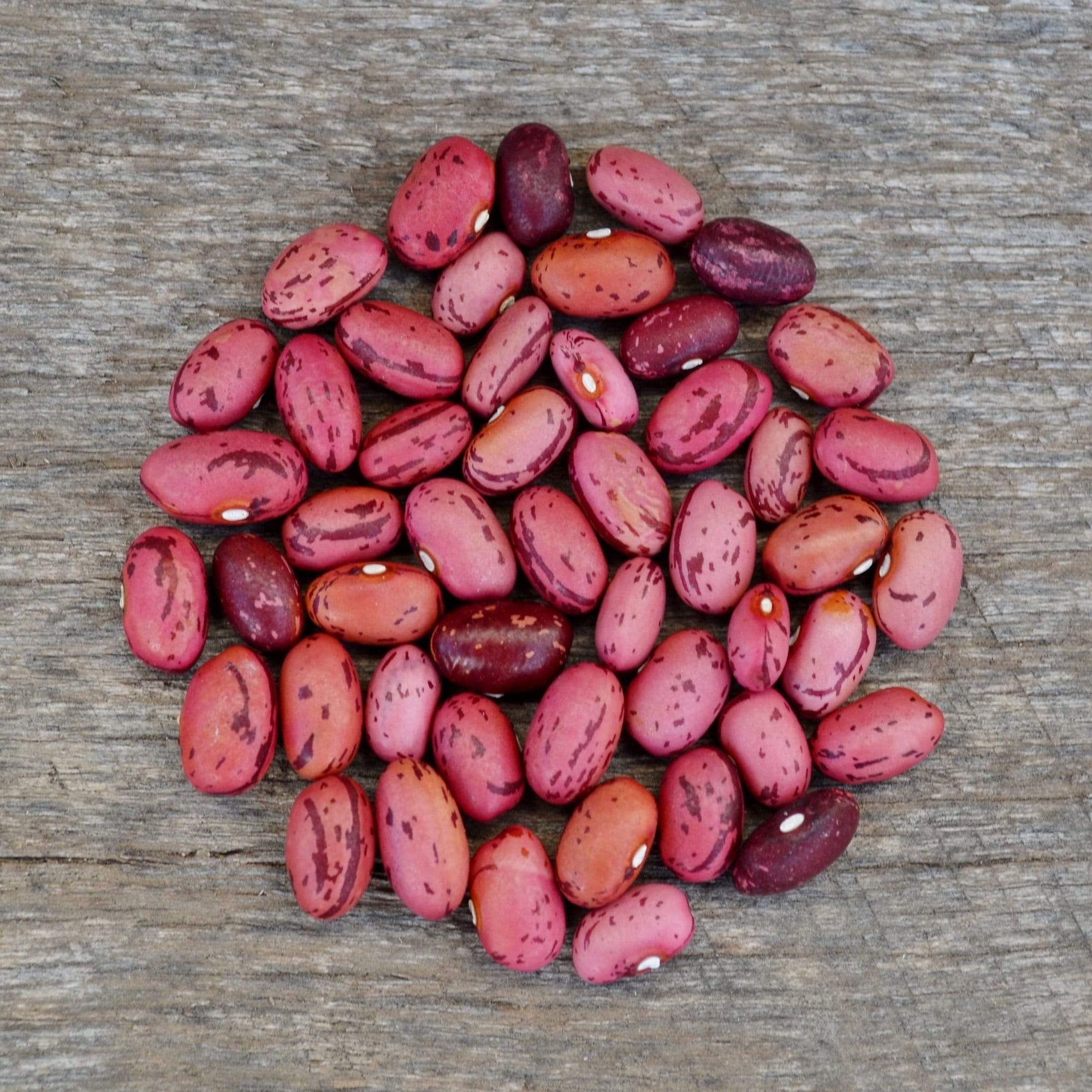 vermont garden seeds Vermont Cranberry Shelling Bean