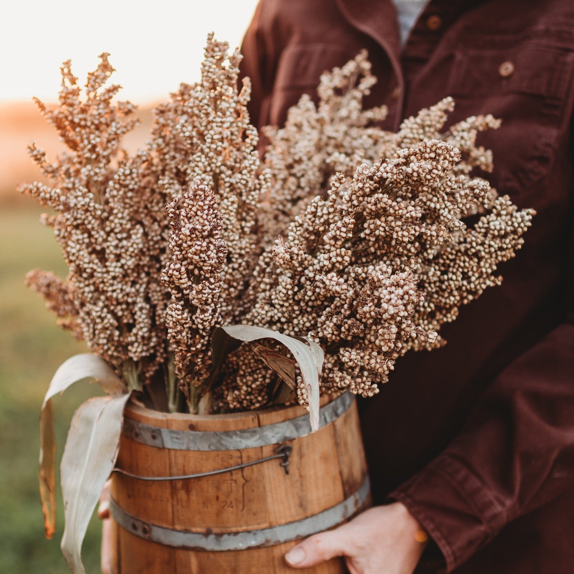 milo seeds for planting Wheatland Heirloom Grain Sorghum (Milo)