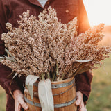 Wheatland Heirloom Grain Sorghum/Milo Seeds