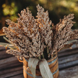 Wheatland Heirloom Grain Sorghum/Milo Seeds