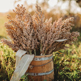 Wheatland Heirloom Grain Sorghum/Milo Seeds