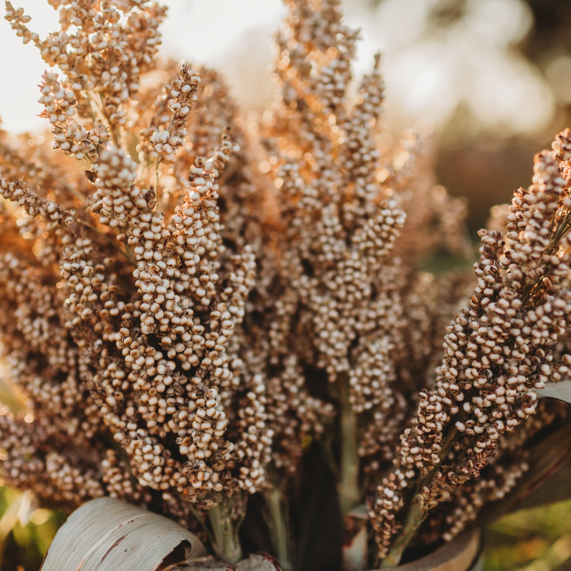 sorghum seeds for planting Wheatland Heirloom Grain Sorghum (Milo)