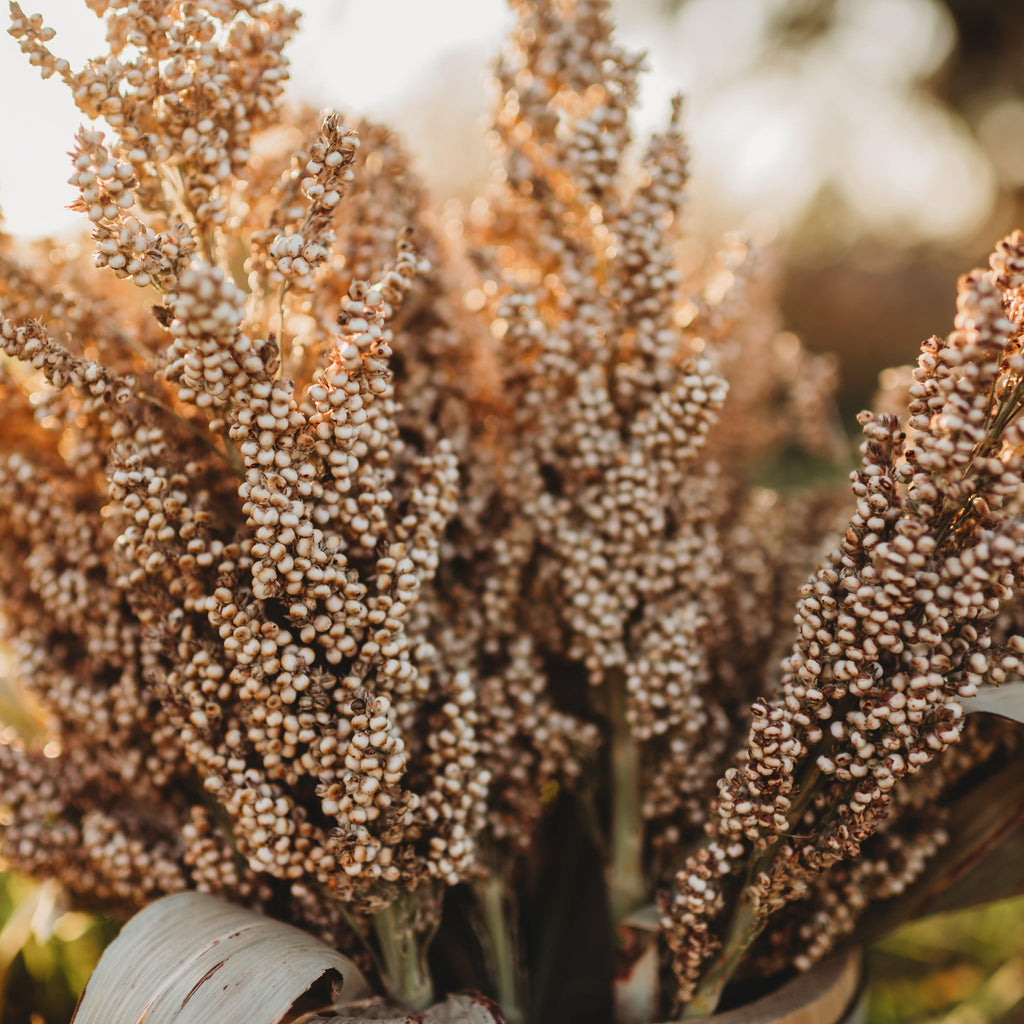 Wheatland Heirloom Grain Sorghum/Milo Seeds