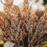Wheatland Heirloom Grain Sorghum/Milo Seeds