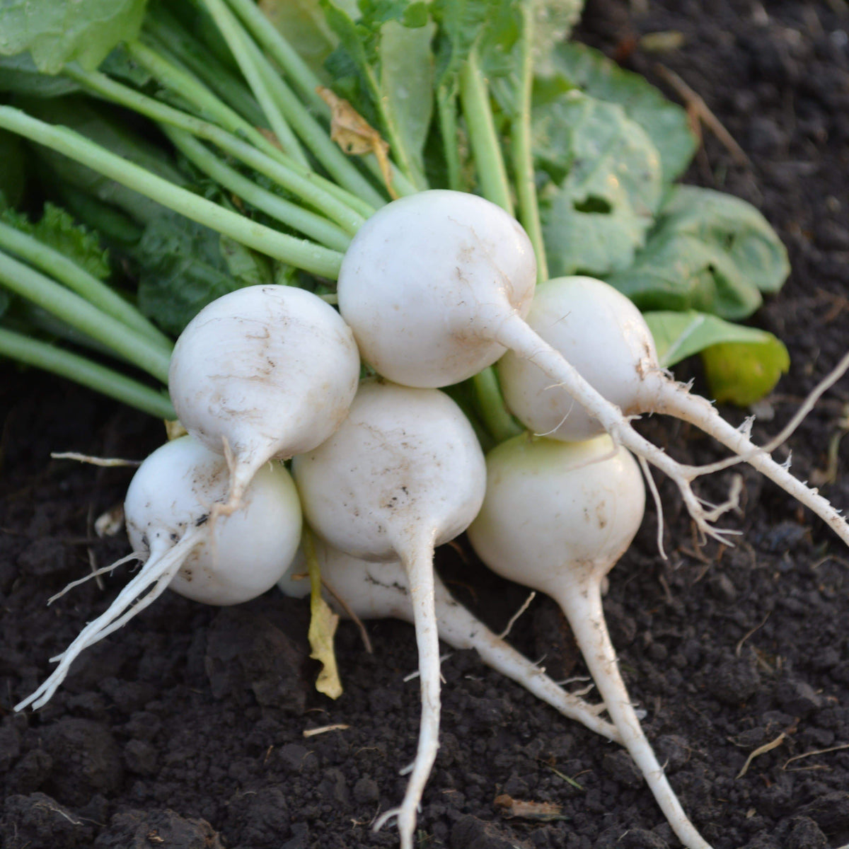 White Rasish White Radish Daikon Radish