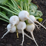 White Globe Radishes
