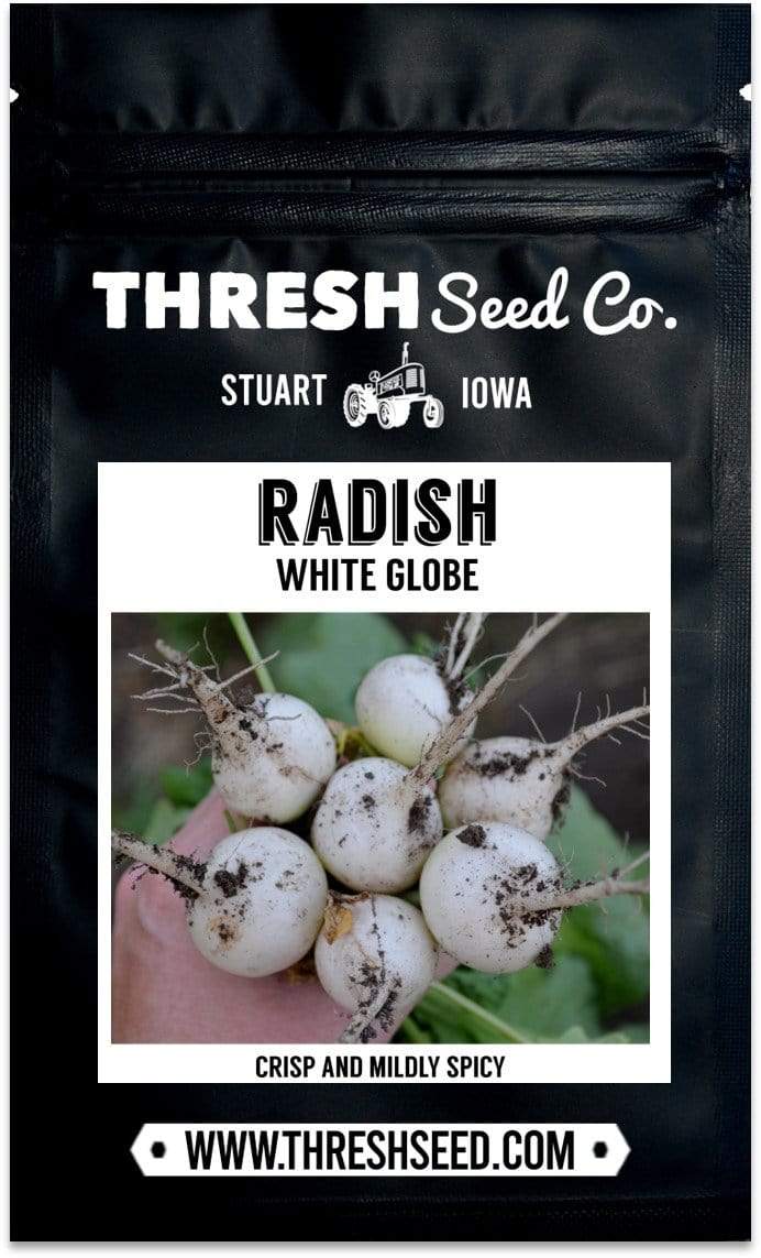 White Globe Radish