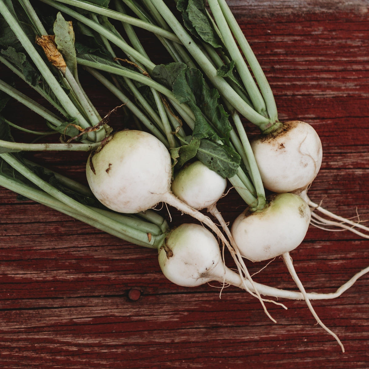 White Globe Radish