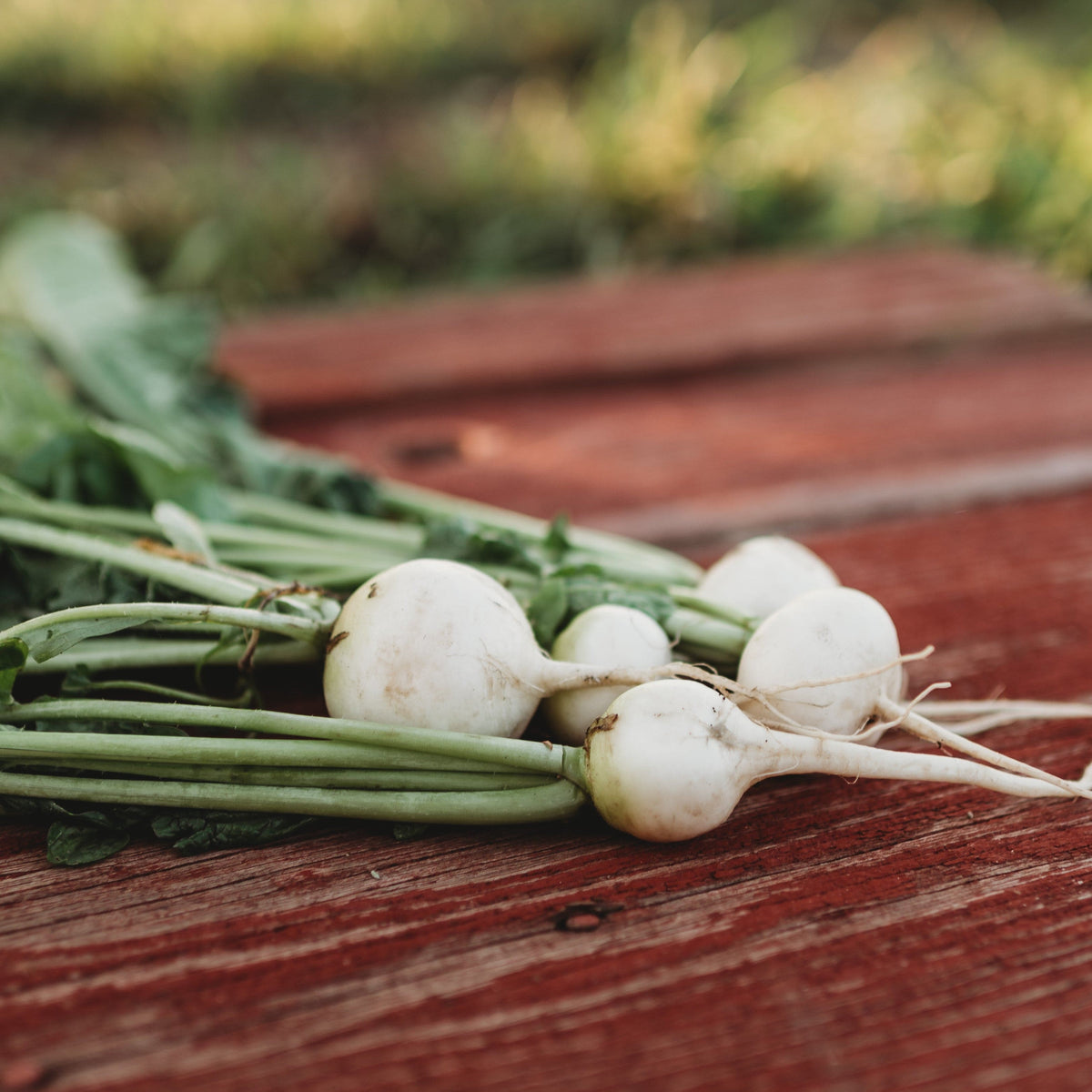 White Globe Radish