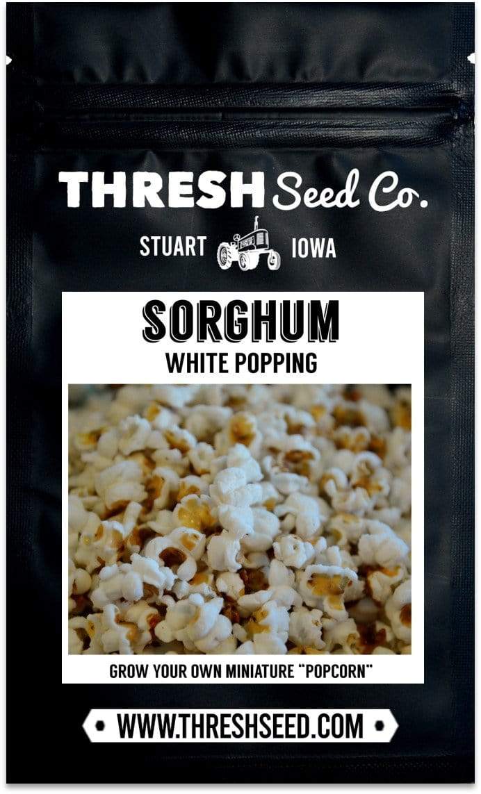 White Popping Sorghum Seeds