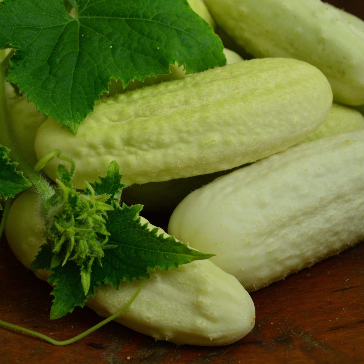 White Wonder Heirloom Cucumber