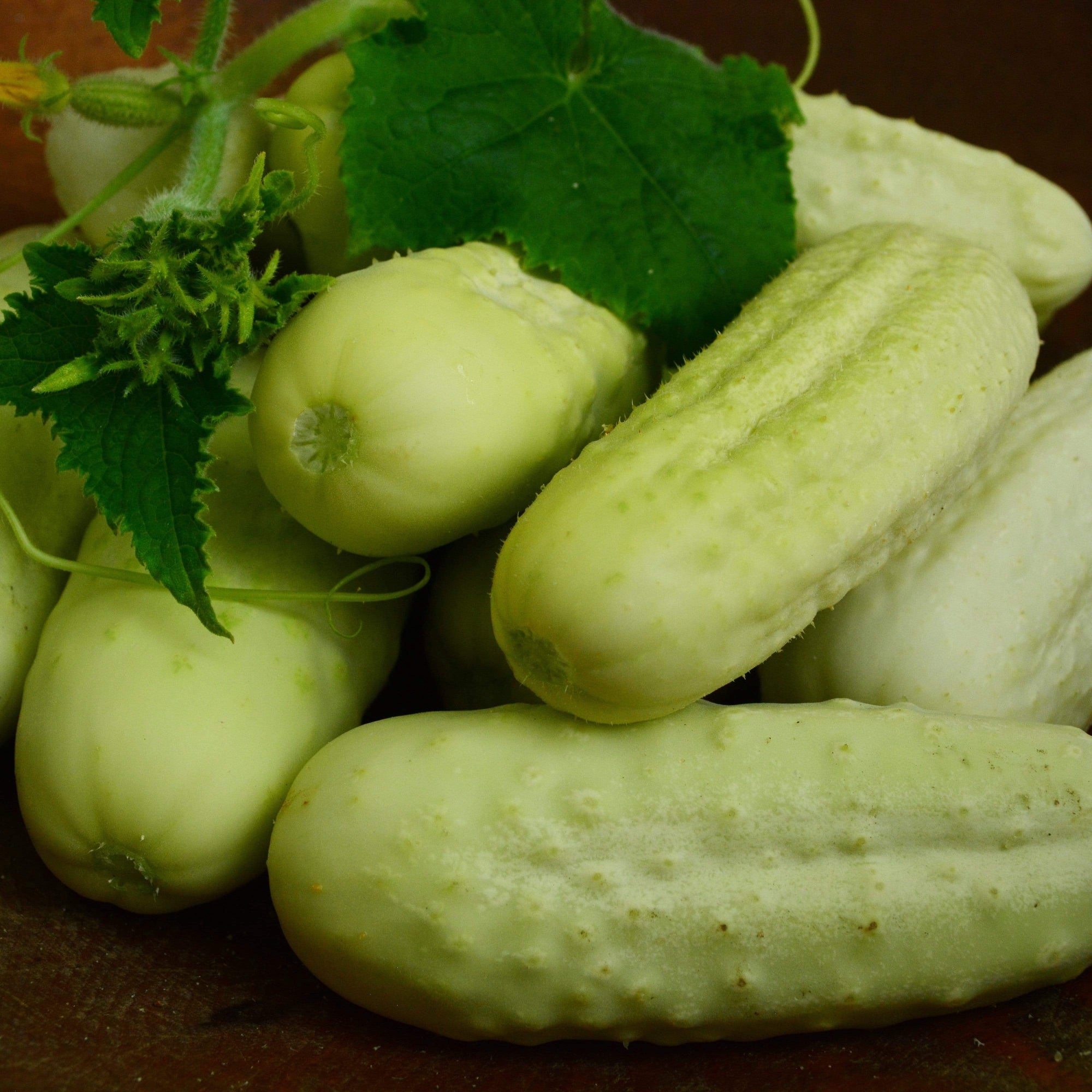 White Wonder Heirloom Cucumber