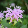 Wild Bergamot (bee balm)