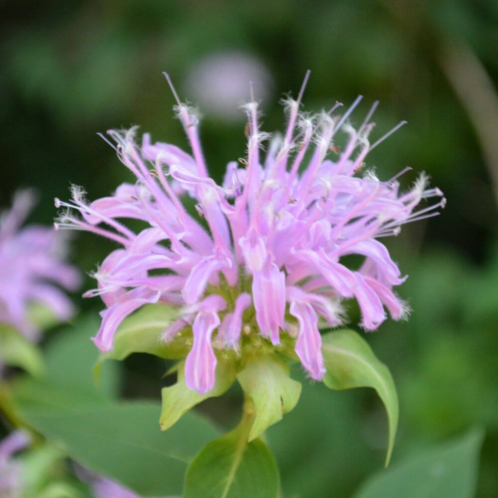 Wild Bergamot (bee balm)