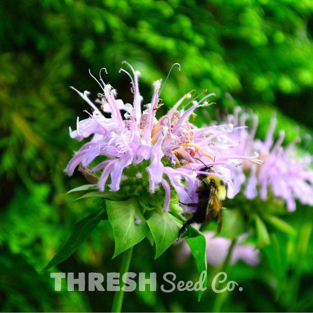Wild Bergamot (bee balm) Seeds