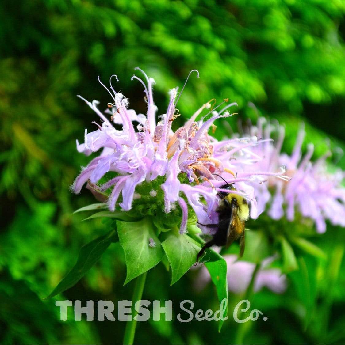 Wild Bergamot (bee balm)