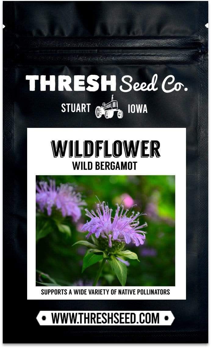 Wild Bergamot (bee balm)