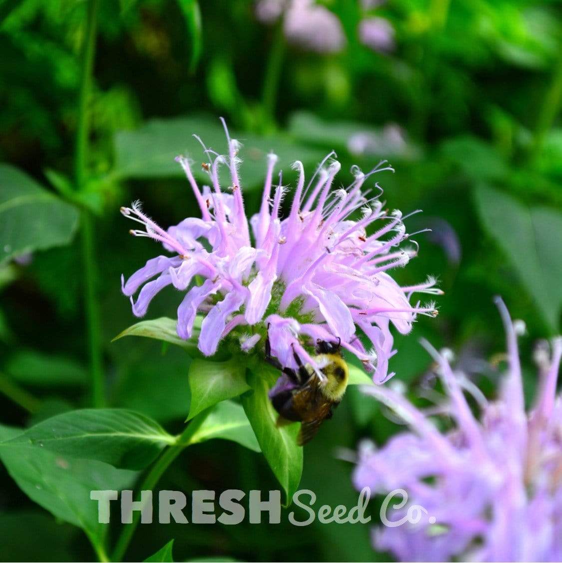 Wild Bergamot (bee balm)