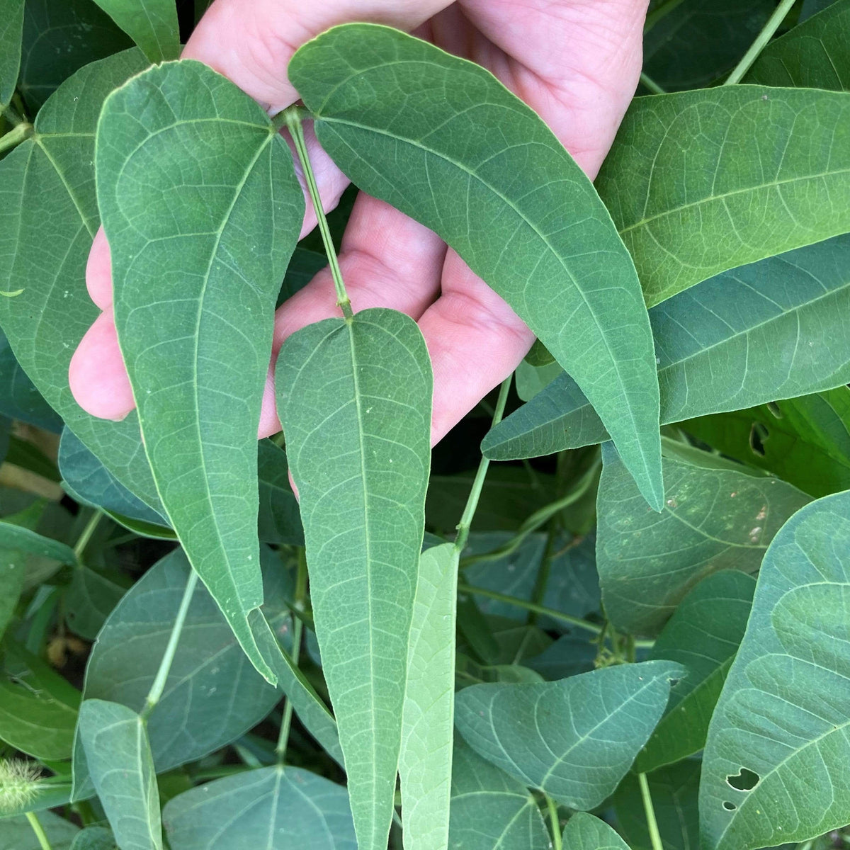 Willow Leaf White Lima Bean