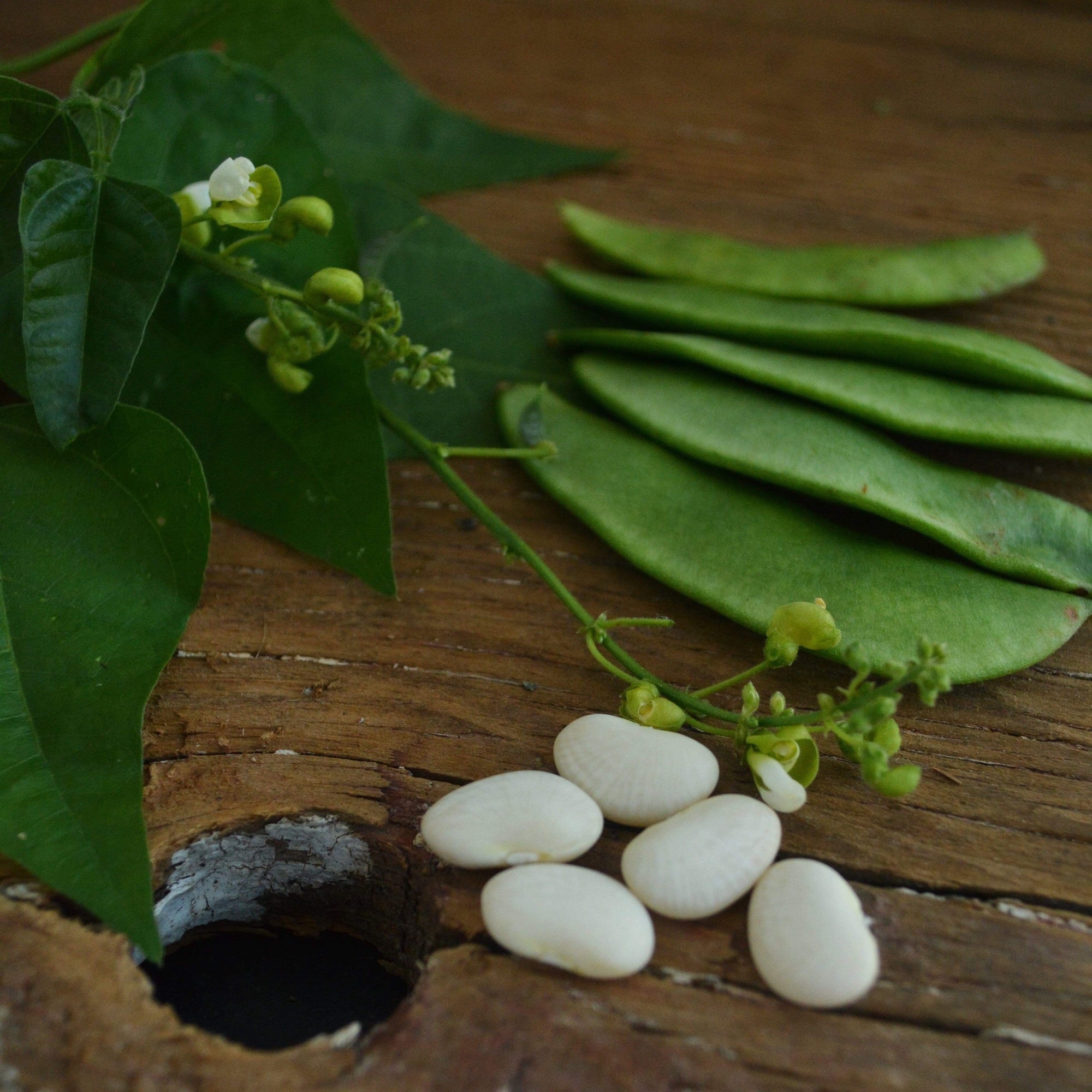 plant lima bean seeds Willow Leaf White Lima Bean