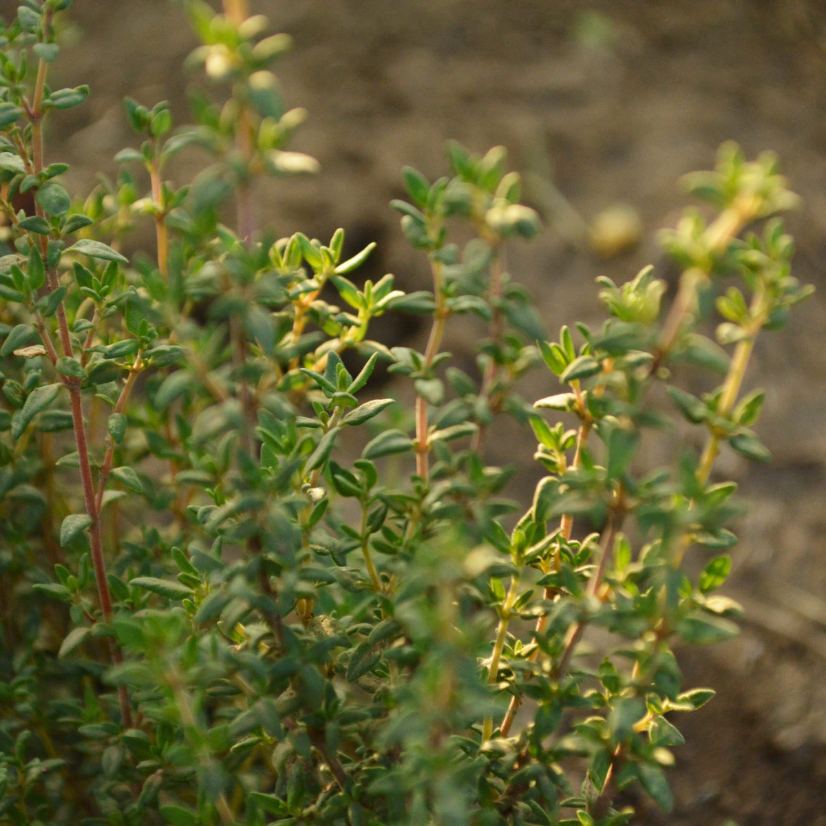 Winter Thyme (Common Thyme)