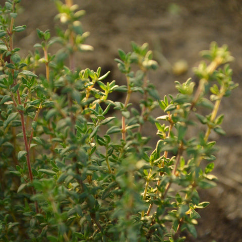 Winter Thyme (Common Thyme) Seeds